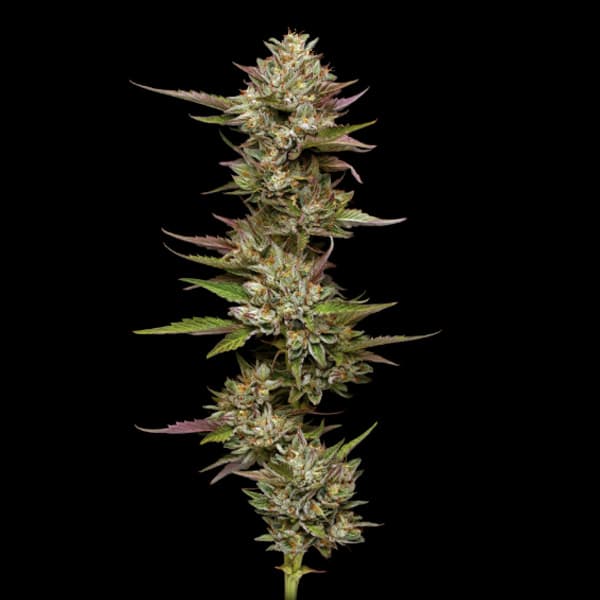Moon Fog Samen > Humboldt Seed Company | Feminisierte Hanfsamen  |  Indica
